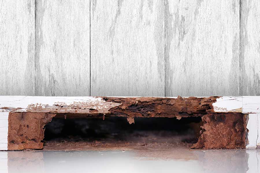 Termite Damaged Wood — Pest Control in Sunshine Coast, QLD