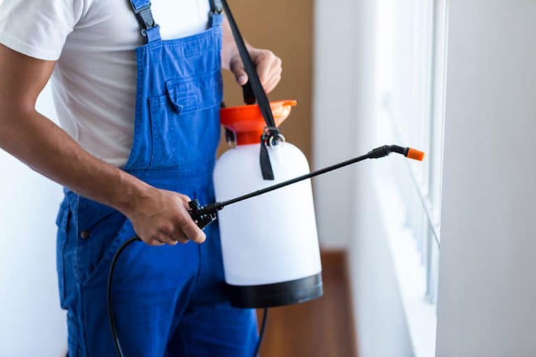Termite Control — Pest Control in Sunshine Coast, QLD
