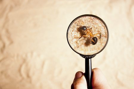 Termite — Pest Control in Sunshine Coast, QLD Termite — Pest Control in Sunshine Coast, QLD